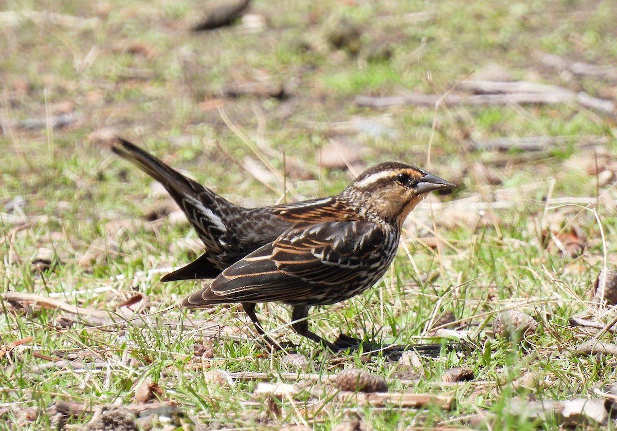 Red-winged Blackbird - ML634249201