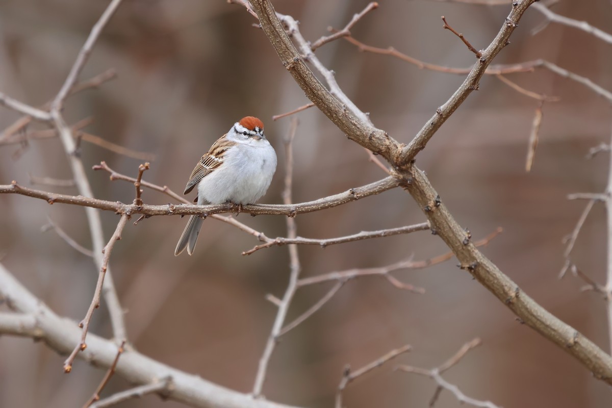 Chipping Sparrow - ML634249209