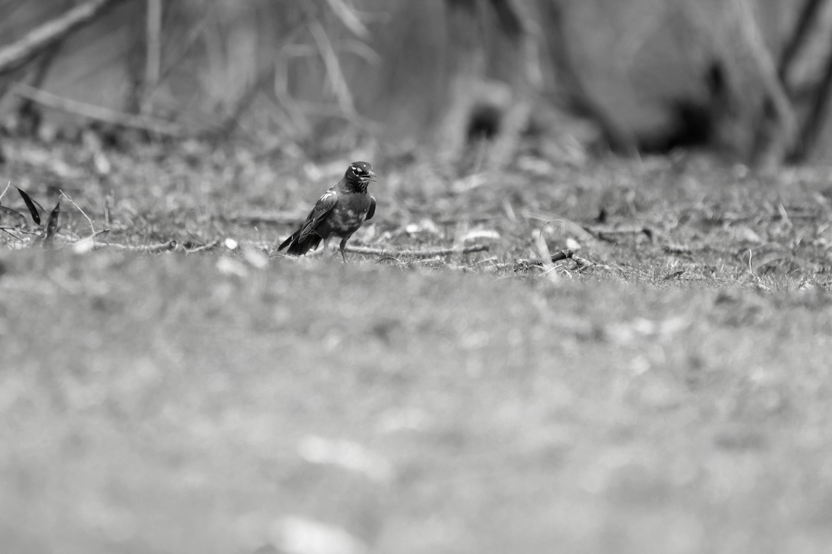 American Robin - ML634249223