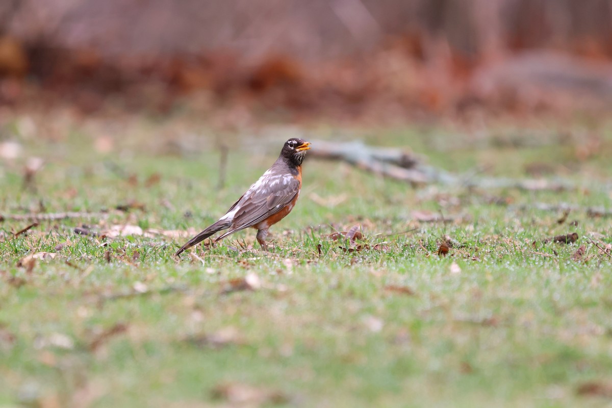 American Robin - ML634249224