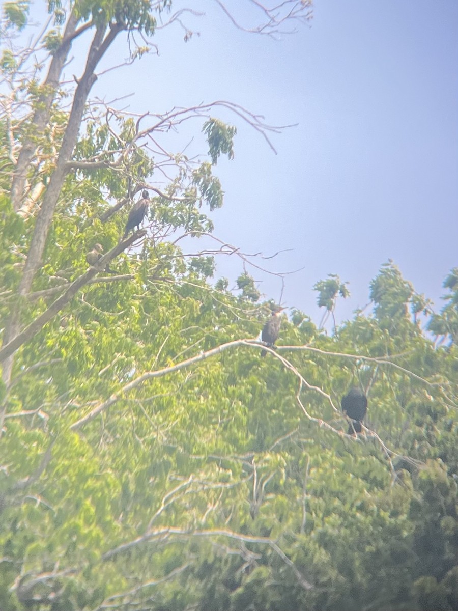 Double-crested Cormorant - ML634249230