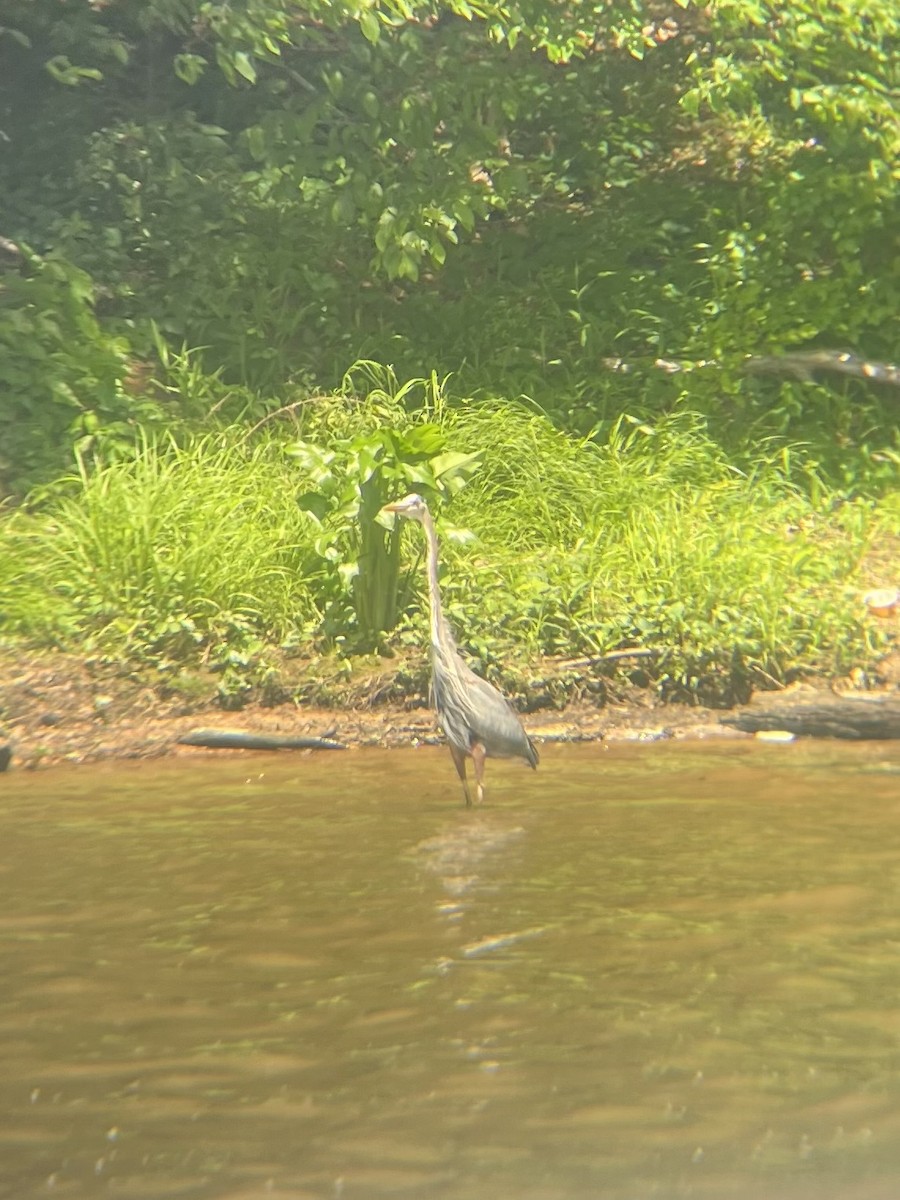 Great Blue Heron - ML634249246
