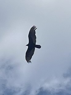 Turkey Vulture - ML634249261