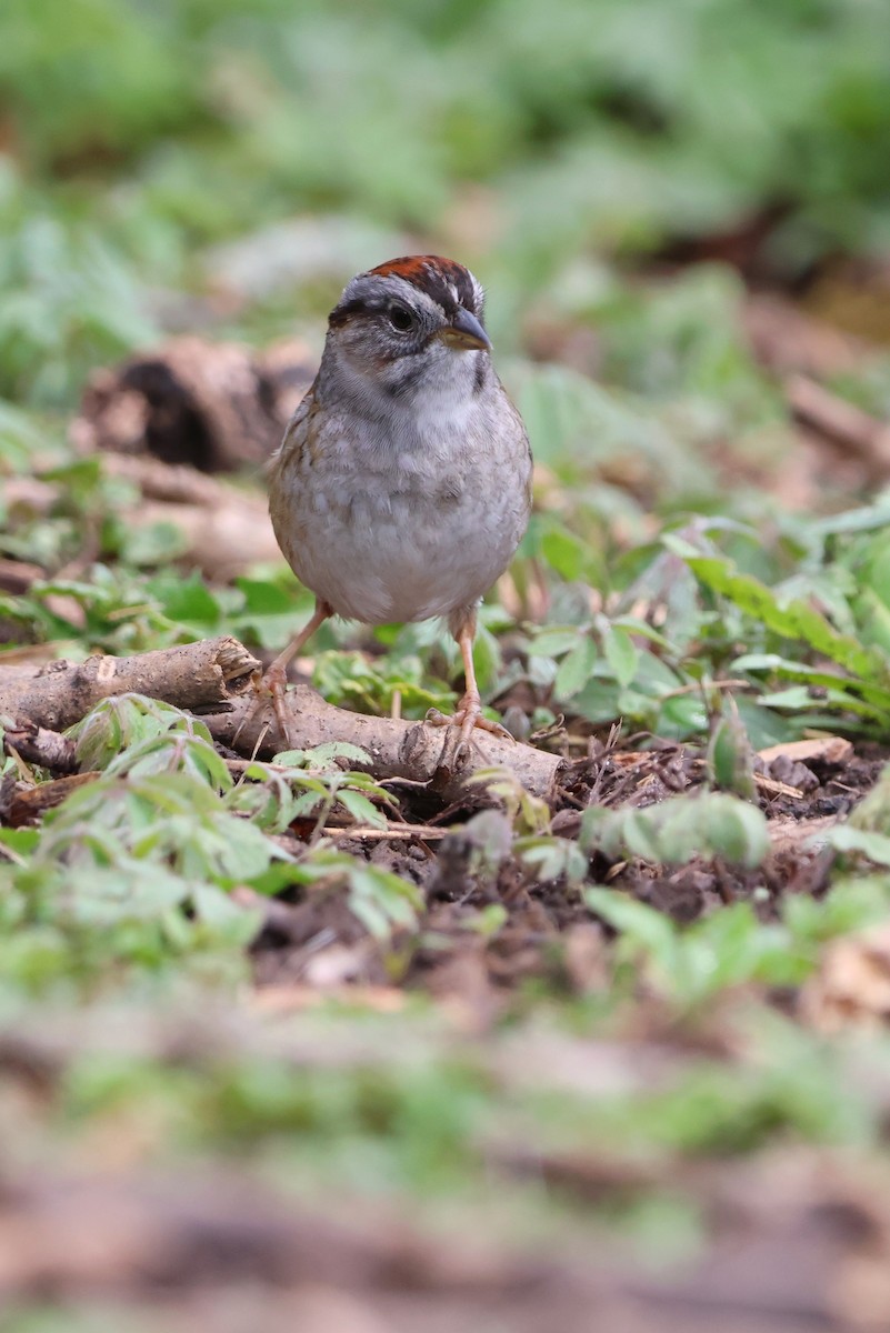 Swamp Sparrow - ML634249291