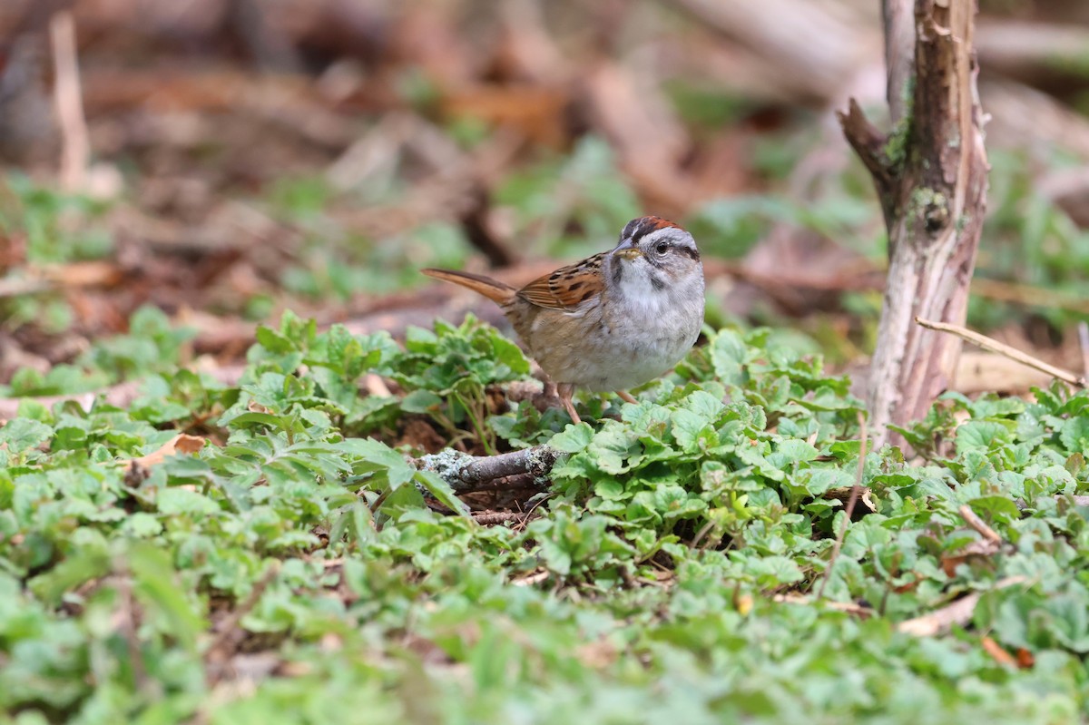 Swamp Sparrow - ML634249295