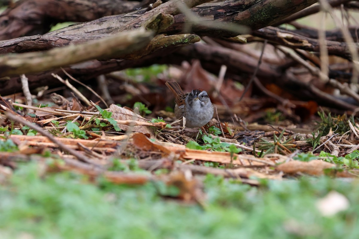 Swamp Sparrow - ML634249298