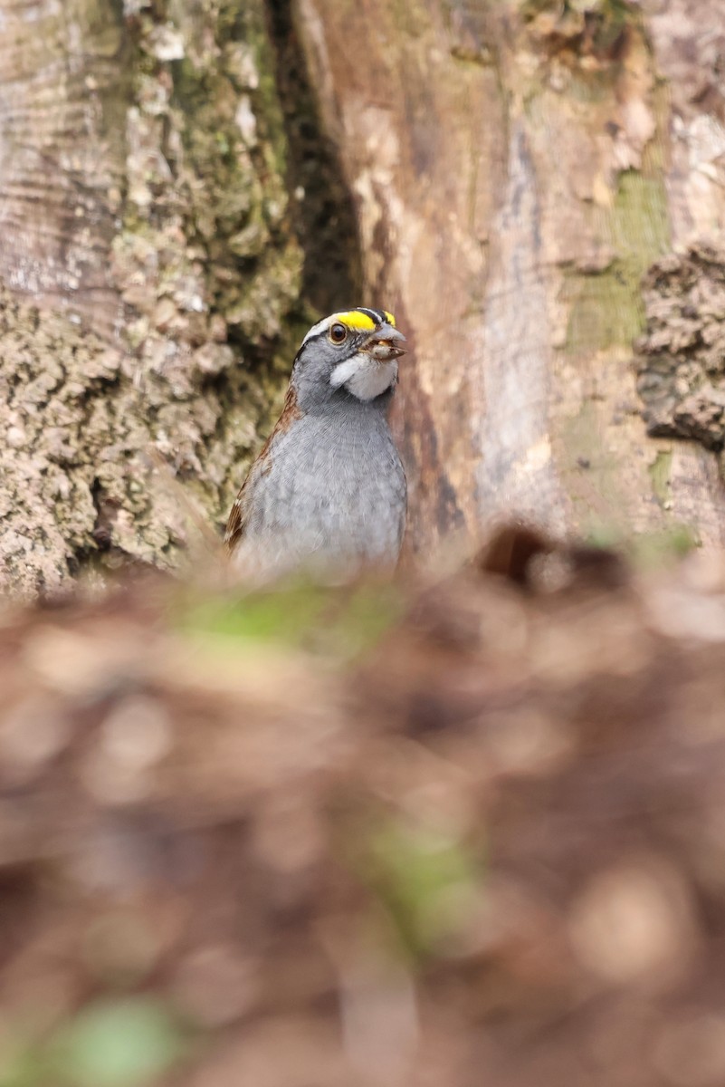 White-throated Sparrow - ML634249316