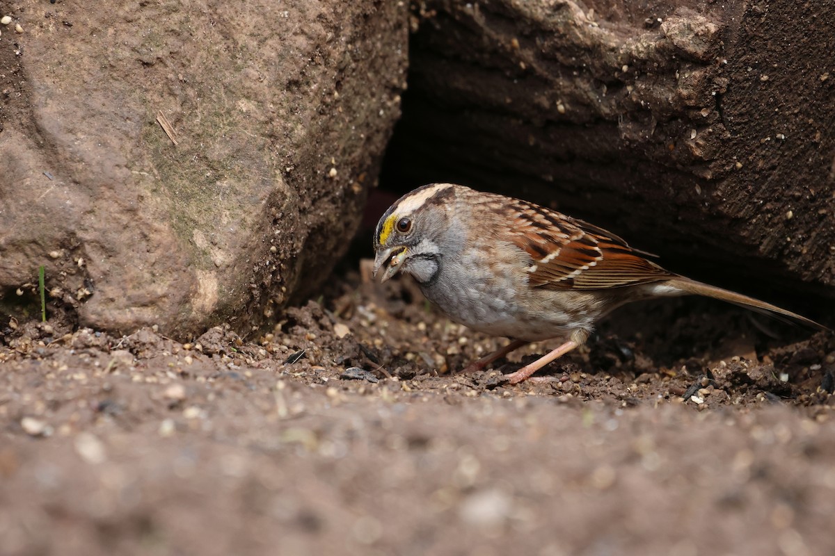 White-throated Sparrow - ML634249331