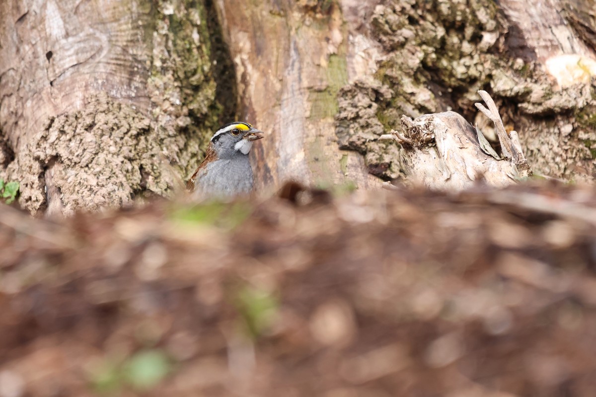 White-throated Sparrow - ML634249341