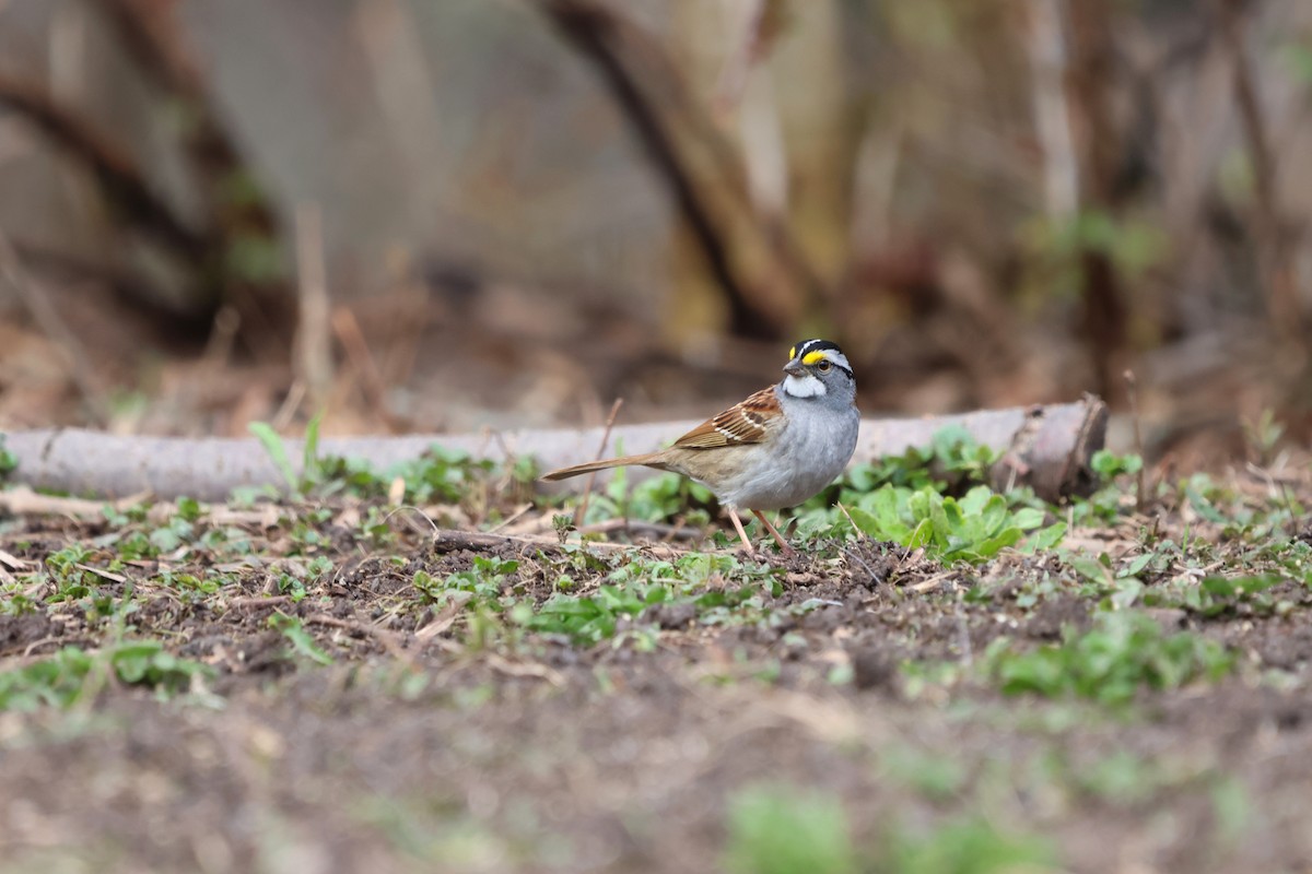 White-throated Sparrow - ML634249353