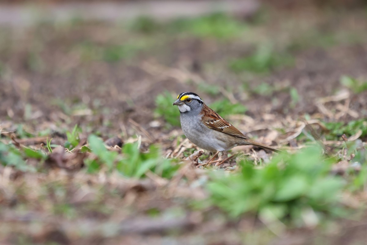 White-throated Sparrow - ML634249373