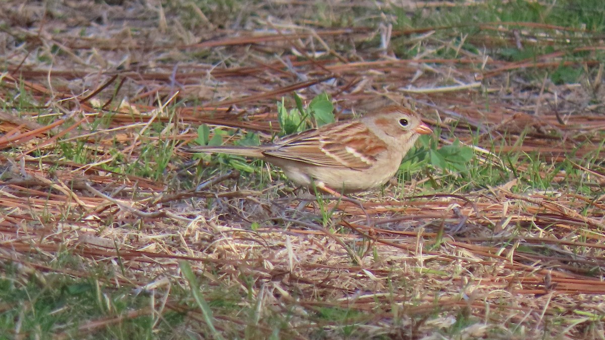 Field Sparrow - ML634249382