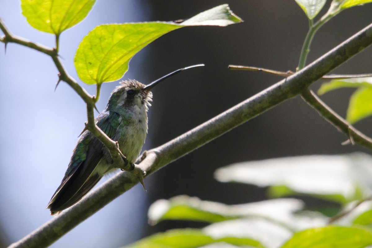 kolibřík lesklobřichý - ML63424941