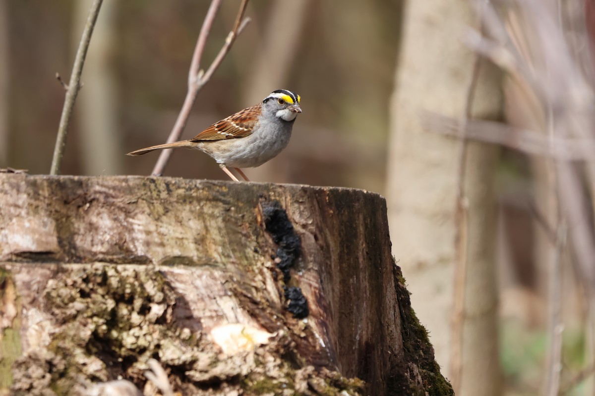 White-throated Sparrow - ML634249421