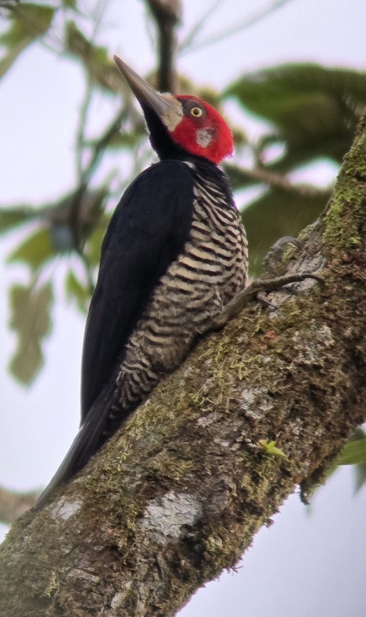 Crimson-crested Woodpecker - Carolyn G.