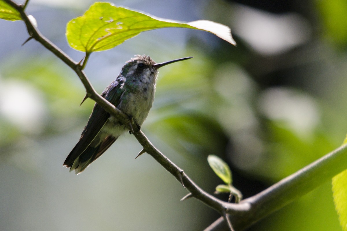 kolibřík lesklobřichý - ML63424961