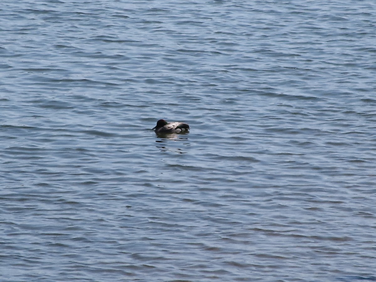 Falcated Duck - ML634249624