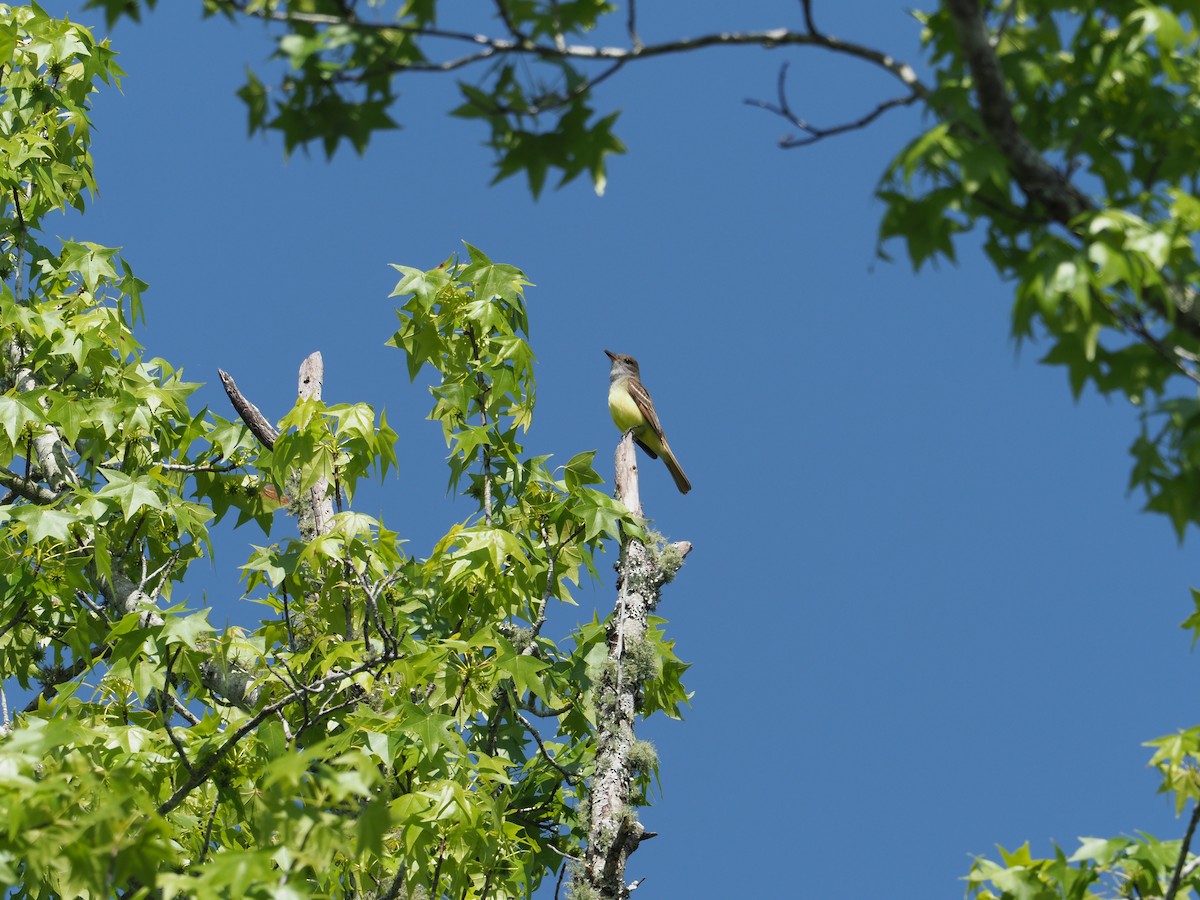 Great Crested Flycatcher - ML634249767