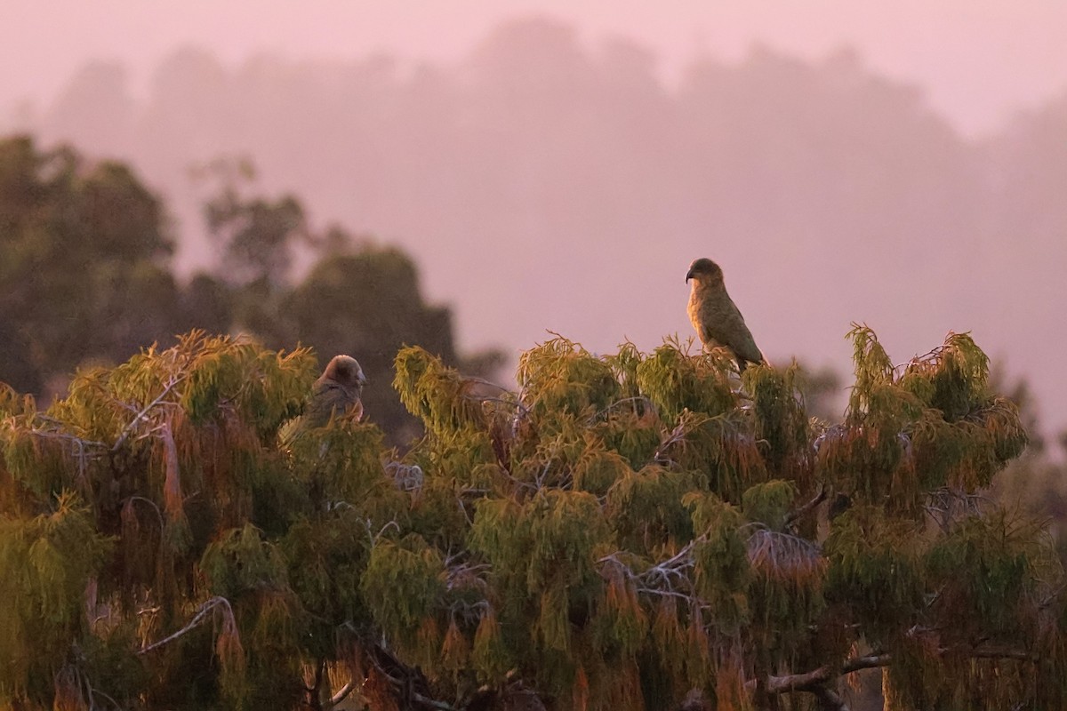 Kea - ML634250168