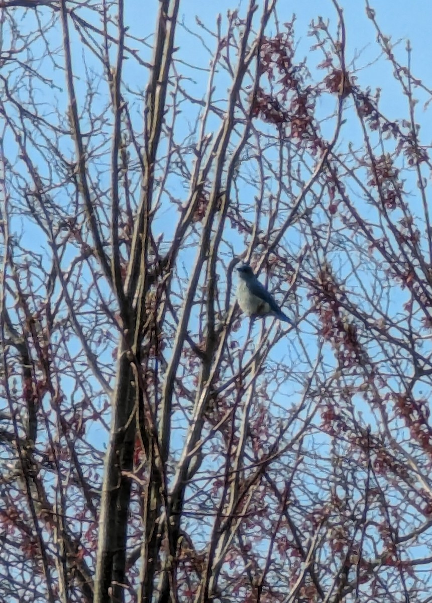 salašník horský - ML634250174