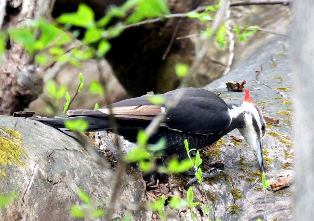 Pileated Woodpecker - ML634250182