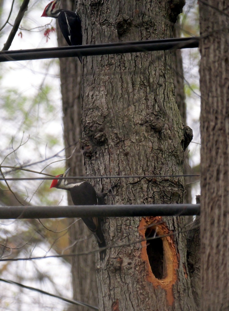 Pileated Woodpecker - ML634250183