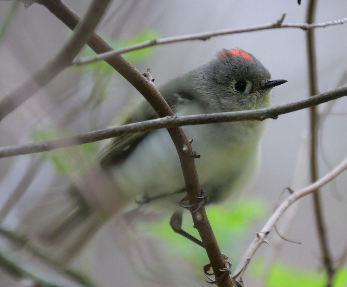 Ruby-crowned Kinglet - ML634250233