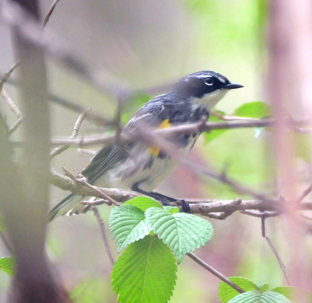 Yellow-rumped Warbler - ML634250265