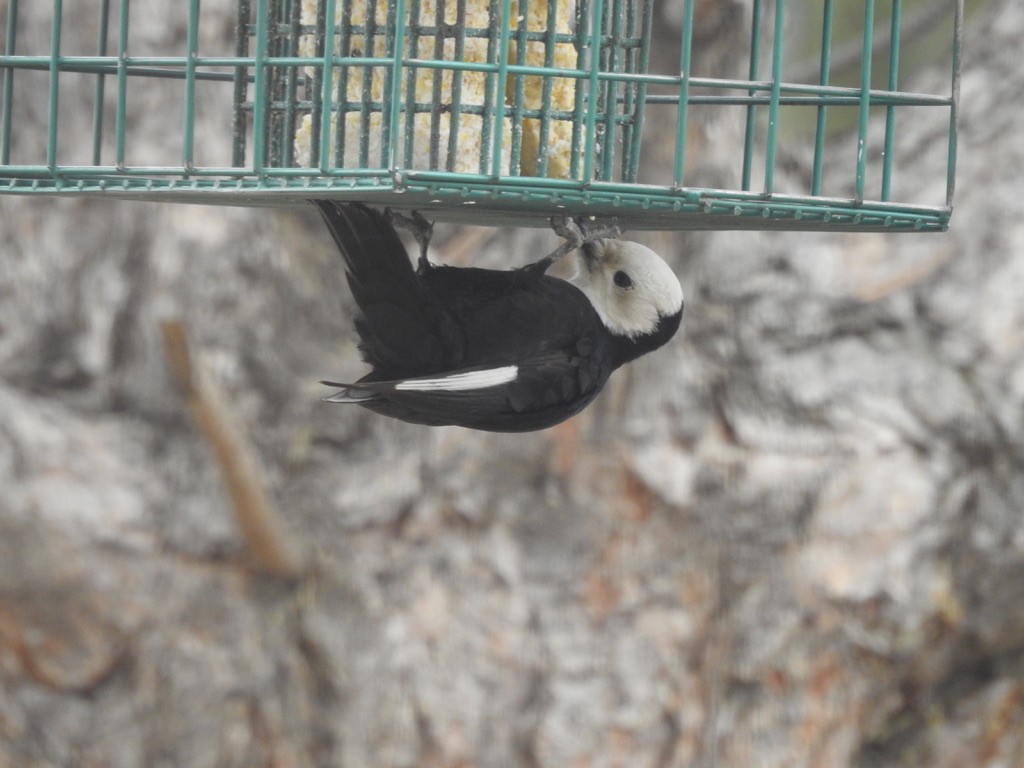 シロガシラキツツキ - ML634250324