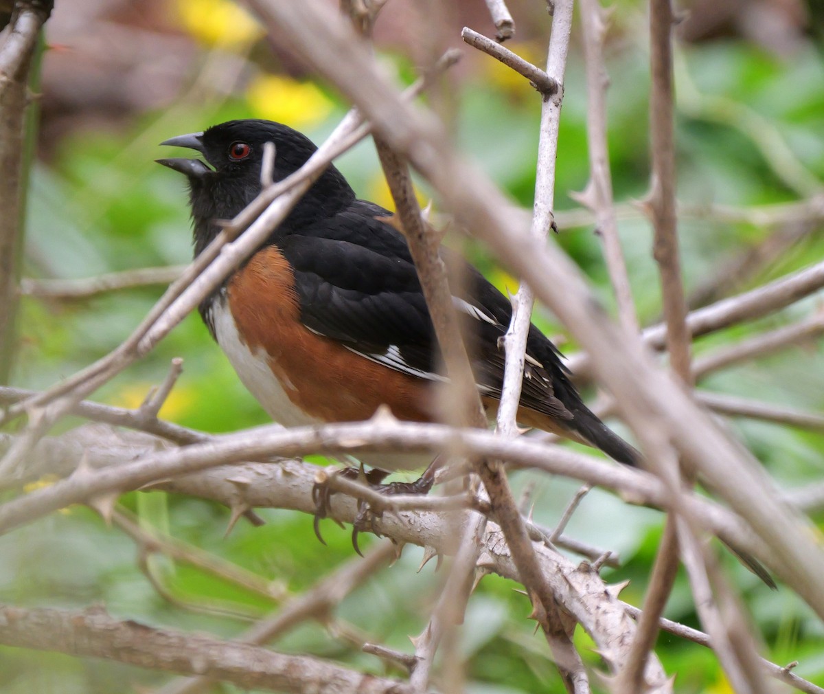 Eastern Towhee - ML634250368
