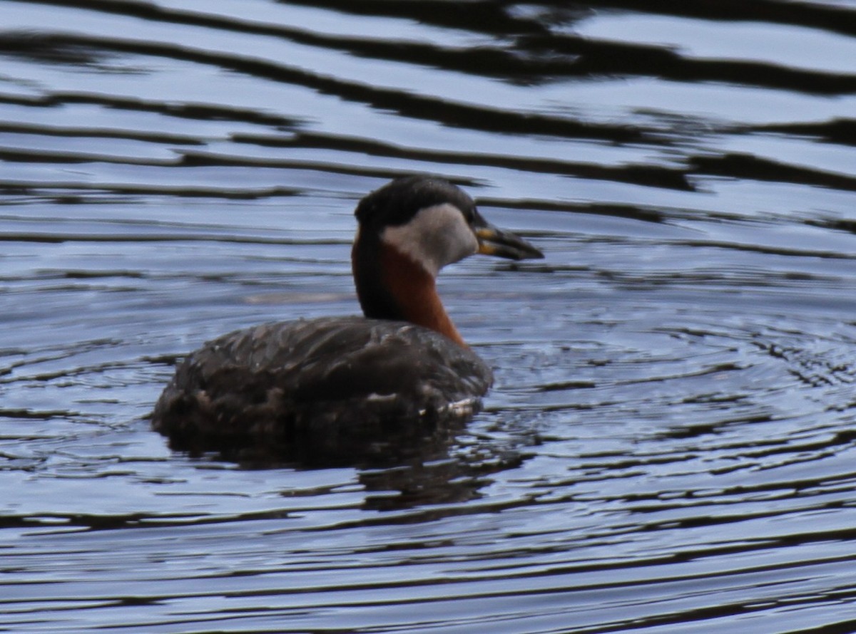 Red-necked Grebe - ML634250453