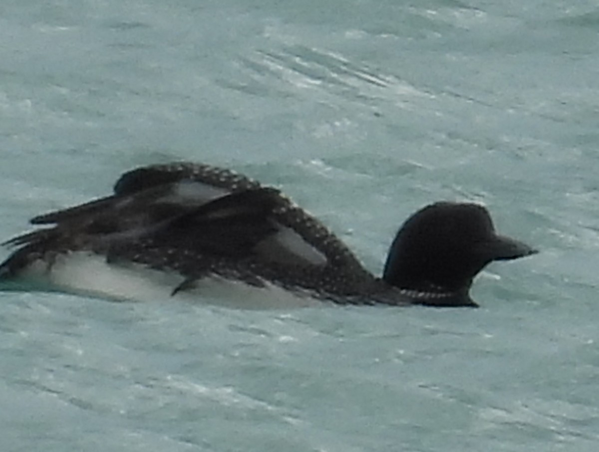 Common Loon - ML634250726