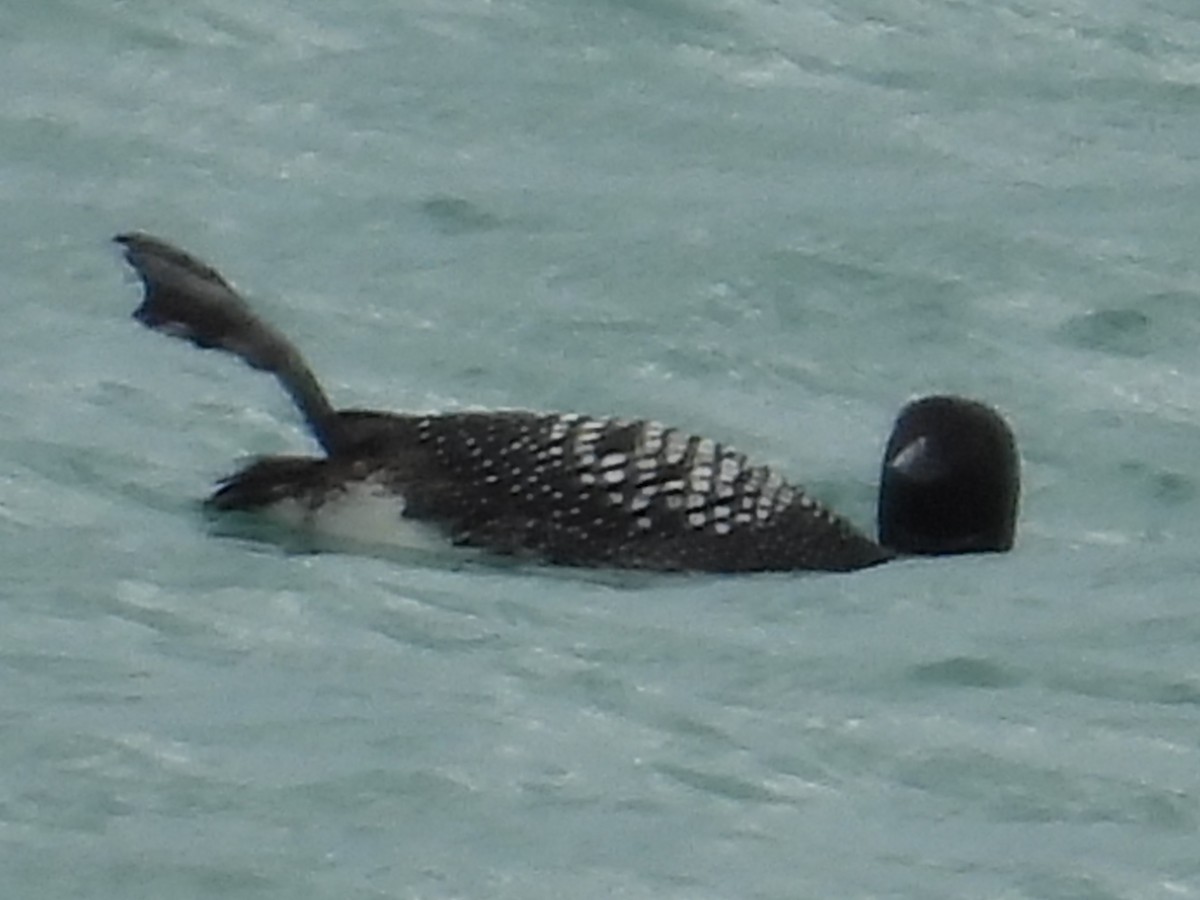 Common Loon - ML634250727