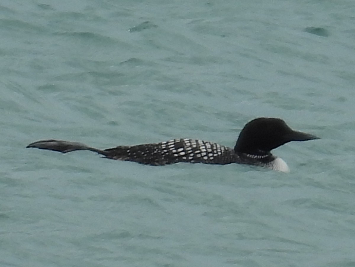 Common Loon - ML634250728