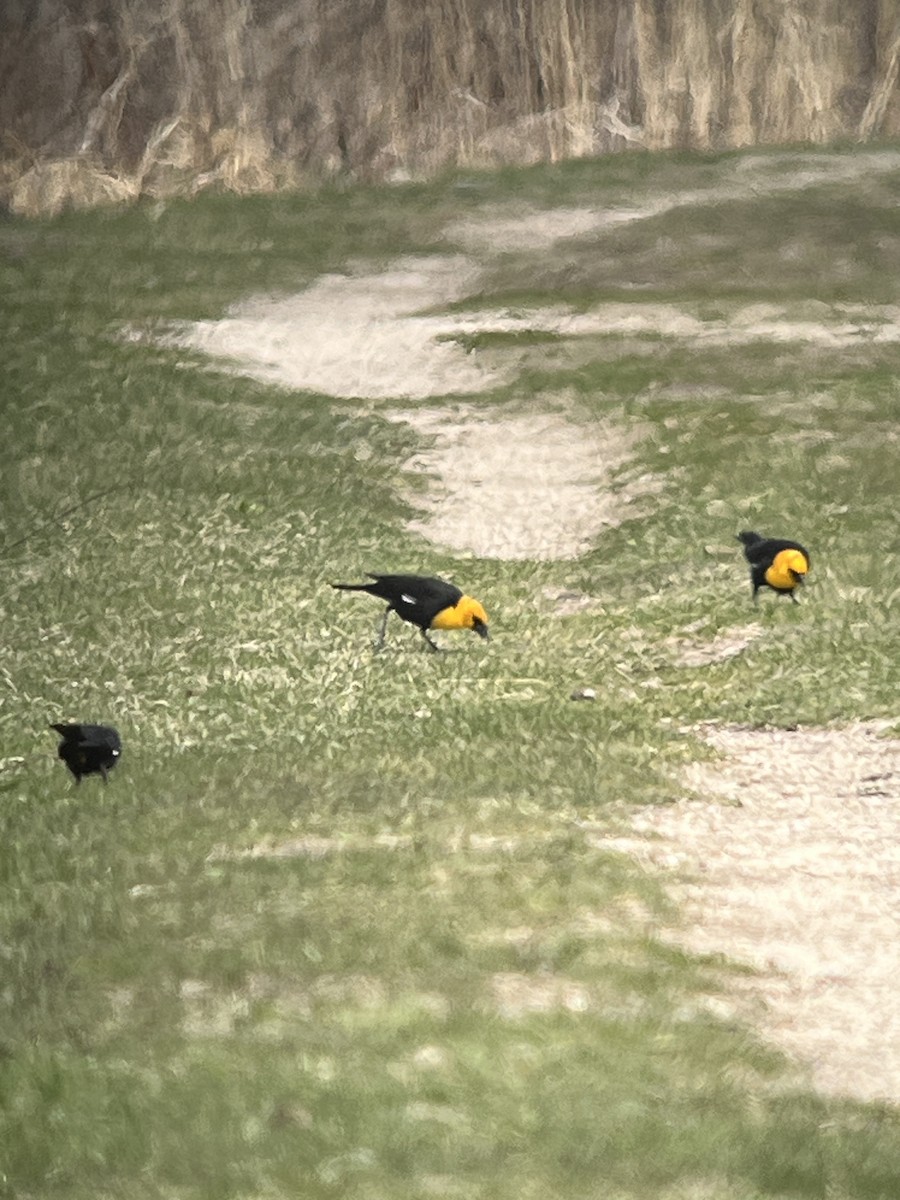 Yellow-headed Blackbird - ML634250739