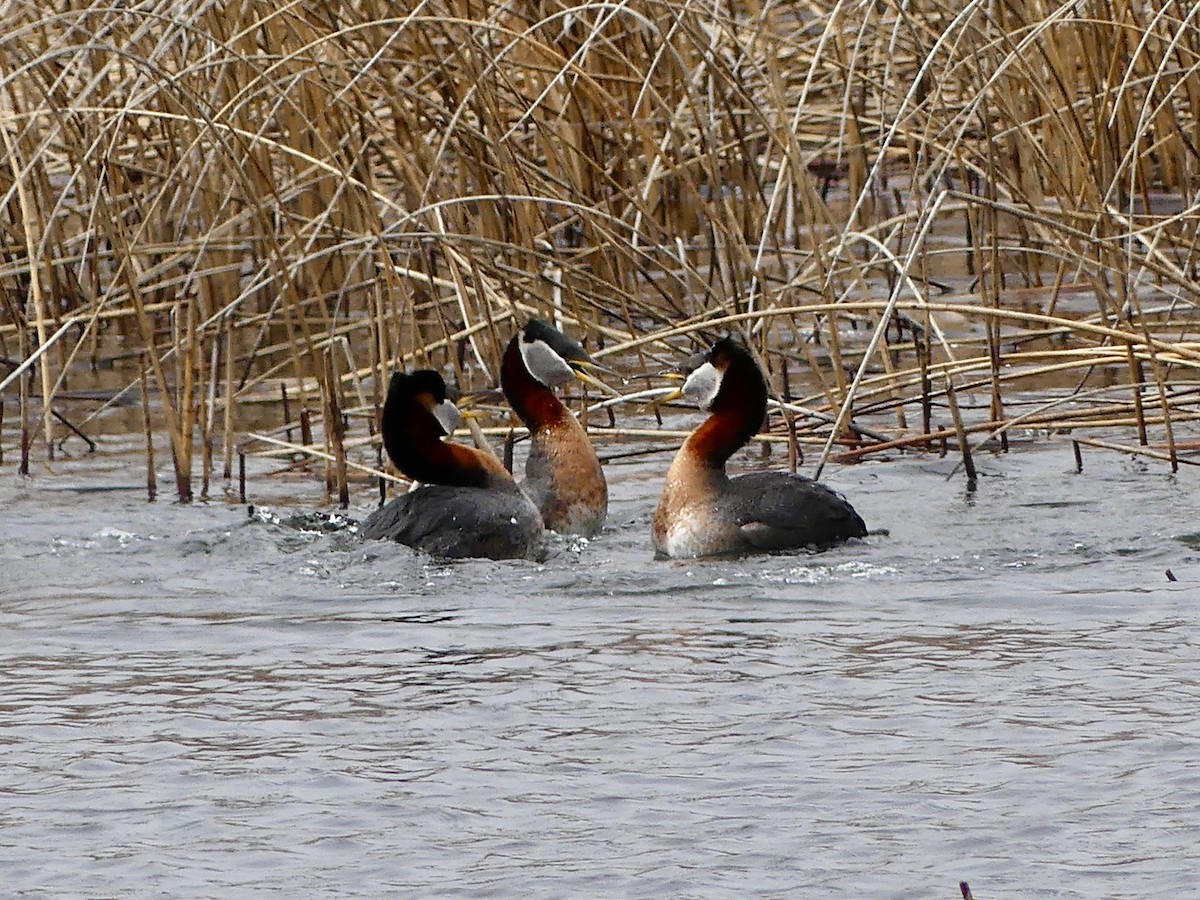 Red-necked Grebe - ML634250806