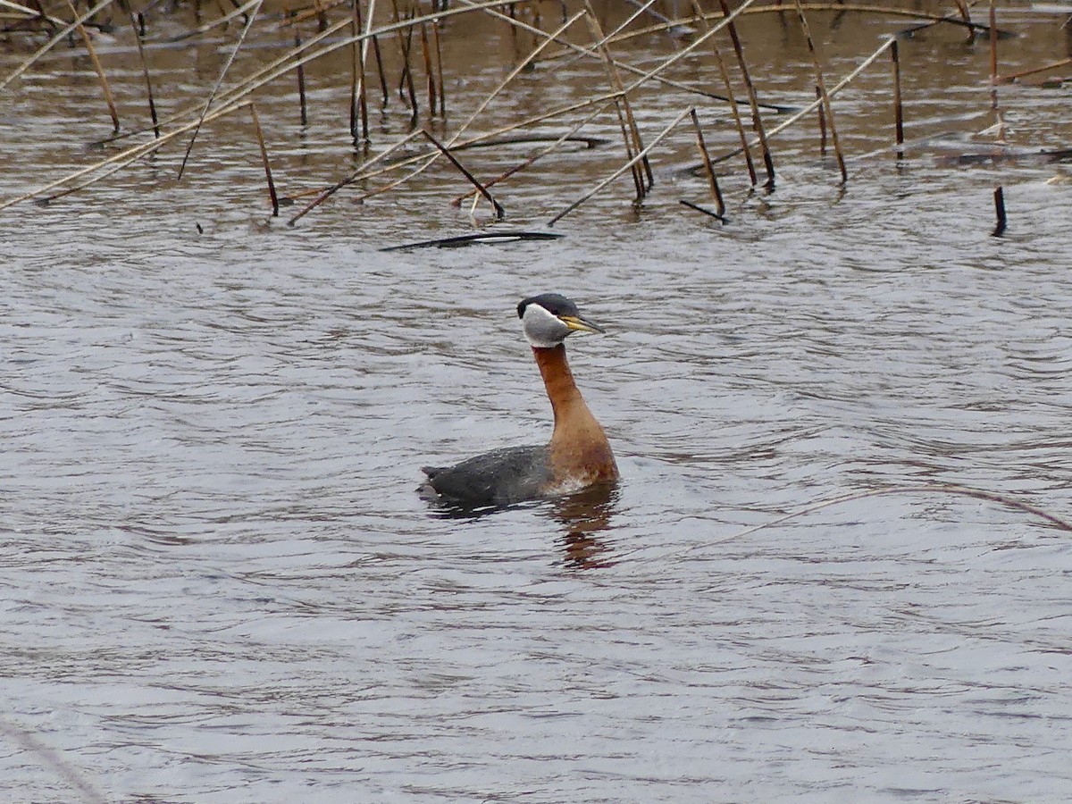 Red-necked Grebe - ML634250807