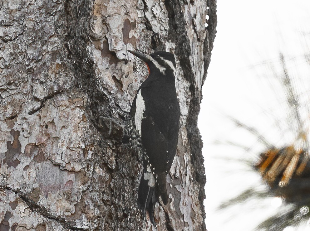 ズグロシルスイキツツキ - ML634250828