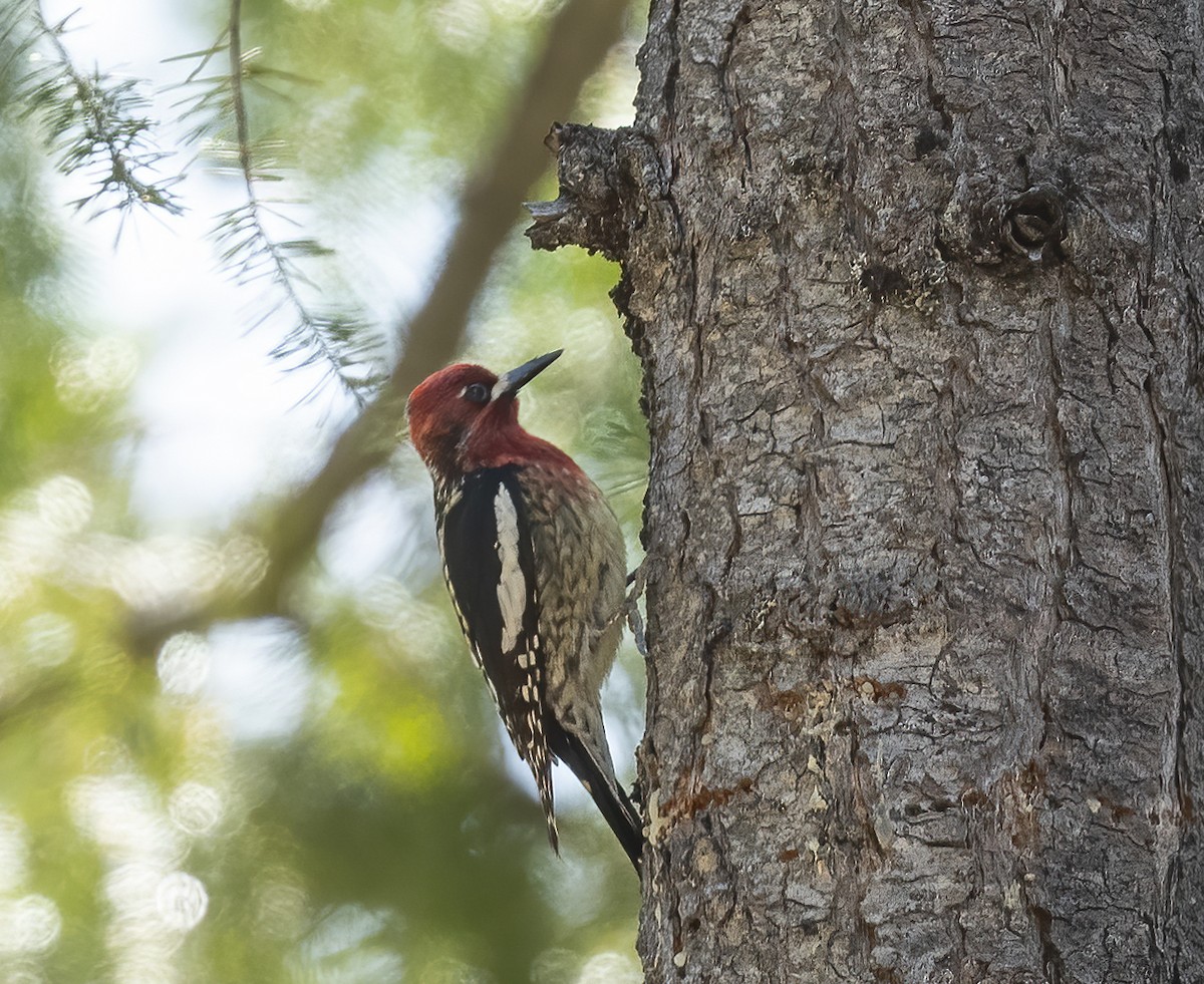 ムネアカシルスイキツツキ - ML634250834