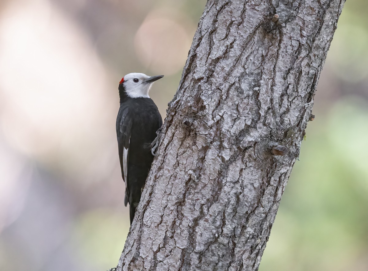 シロガシラキツツキ - ML634250847