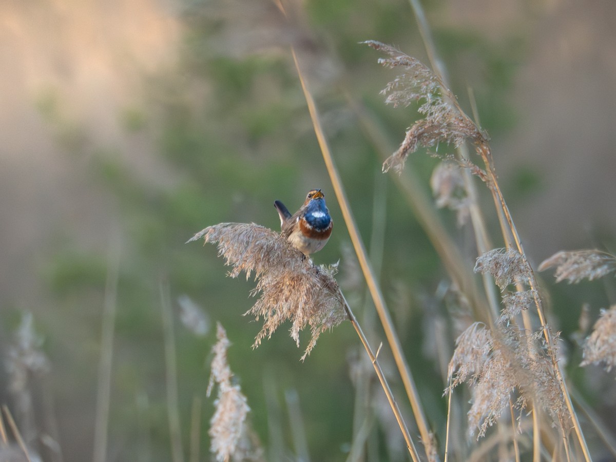 Bluethroat - ML634250850