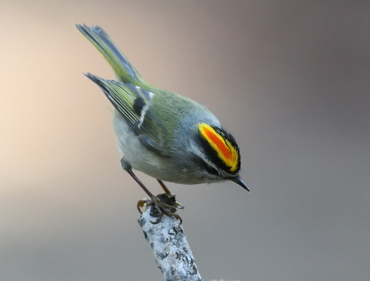 アメリカキクイタダキ - ML634250891