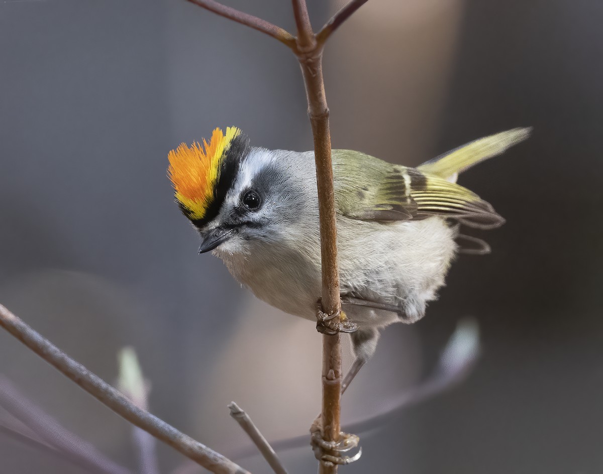 アメリカキクイタダキ - ML634250892