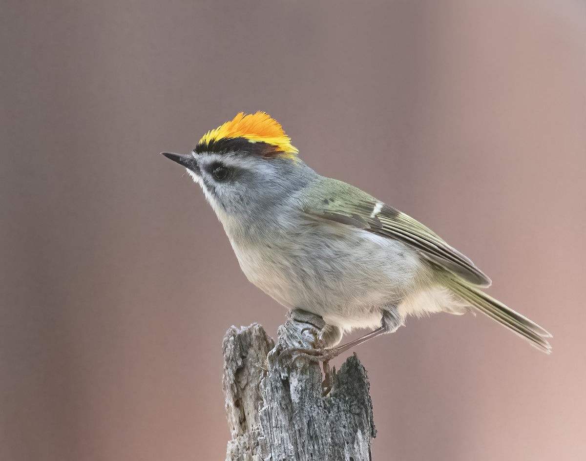 アメリカキクイタダキ - ML634250893