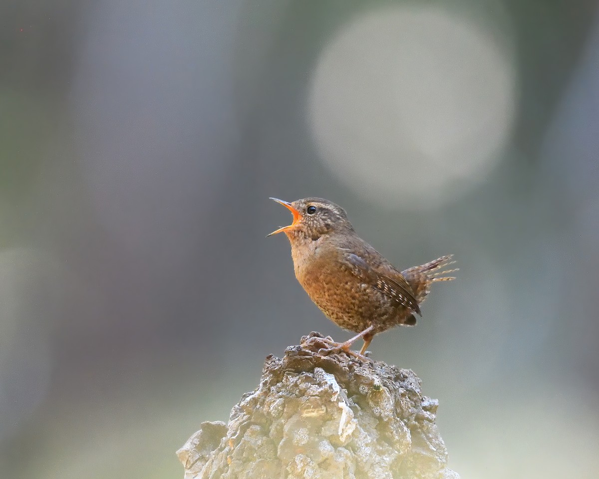 タイヘイミソサザイ - ML634250909