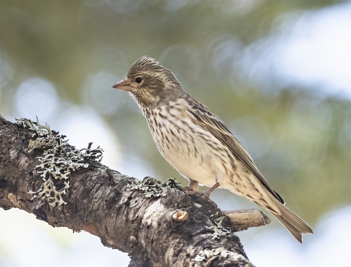 ズアカマシコ - ML634250920