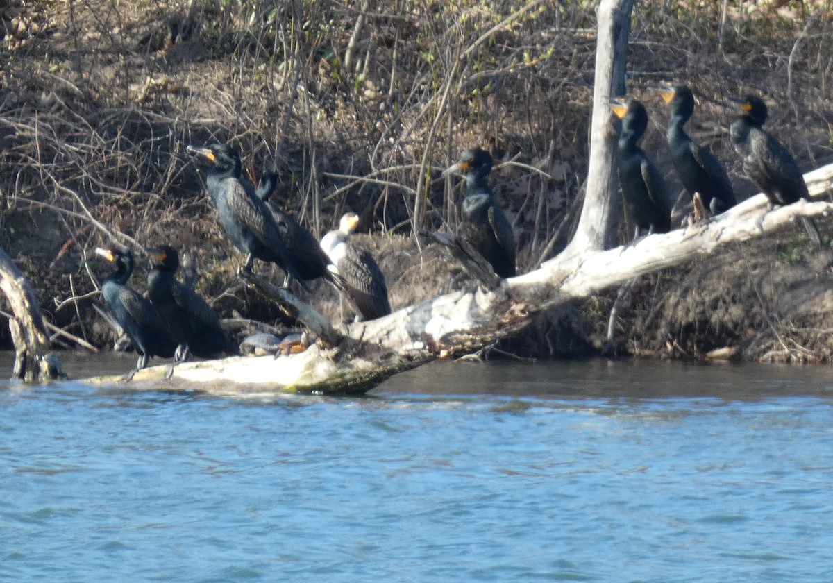 Double-crested Cormorant - ML634250936