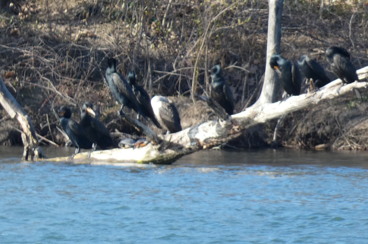 Double-crested Cormorant - ML634250937