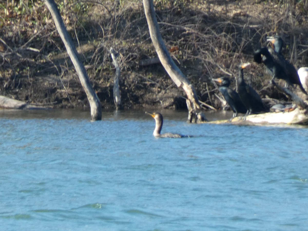 Double-crested Cormorant - ML634250939