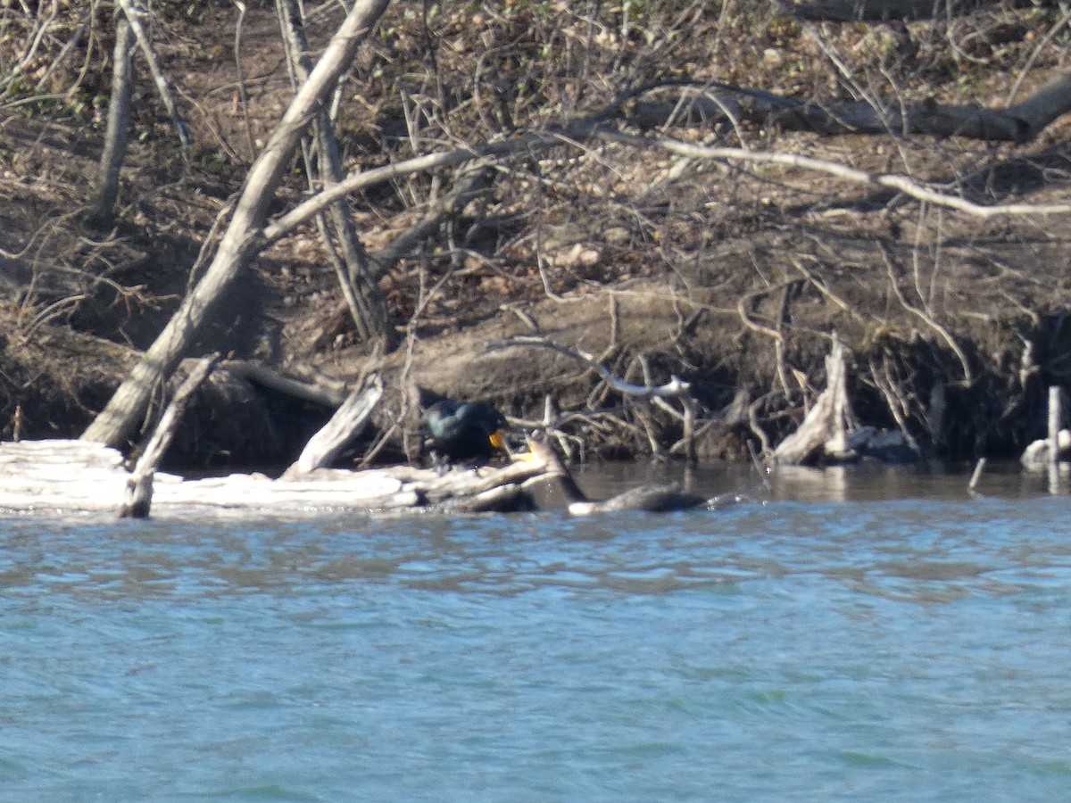 Double-crested Cormorant - ML634250940